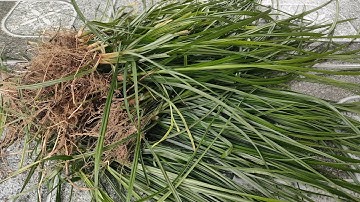 Cây Cỏ Gấu ( hương phụ ) Cây Thảo Dược Quý