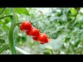 Urban agriculture aquaponics a food revolution  veolia