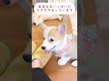 2ヶ月のパピーコーギーを我が家に迎えて2週間が経ちました。走る、寝るかわいい姿#shorts#コーギーレン #ミルモふうふ#パピーコーギー