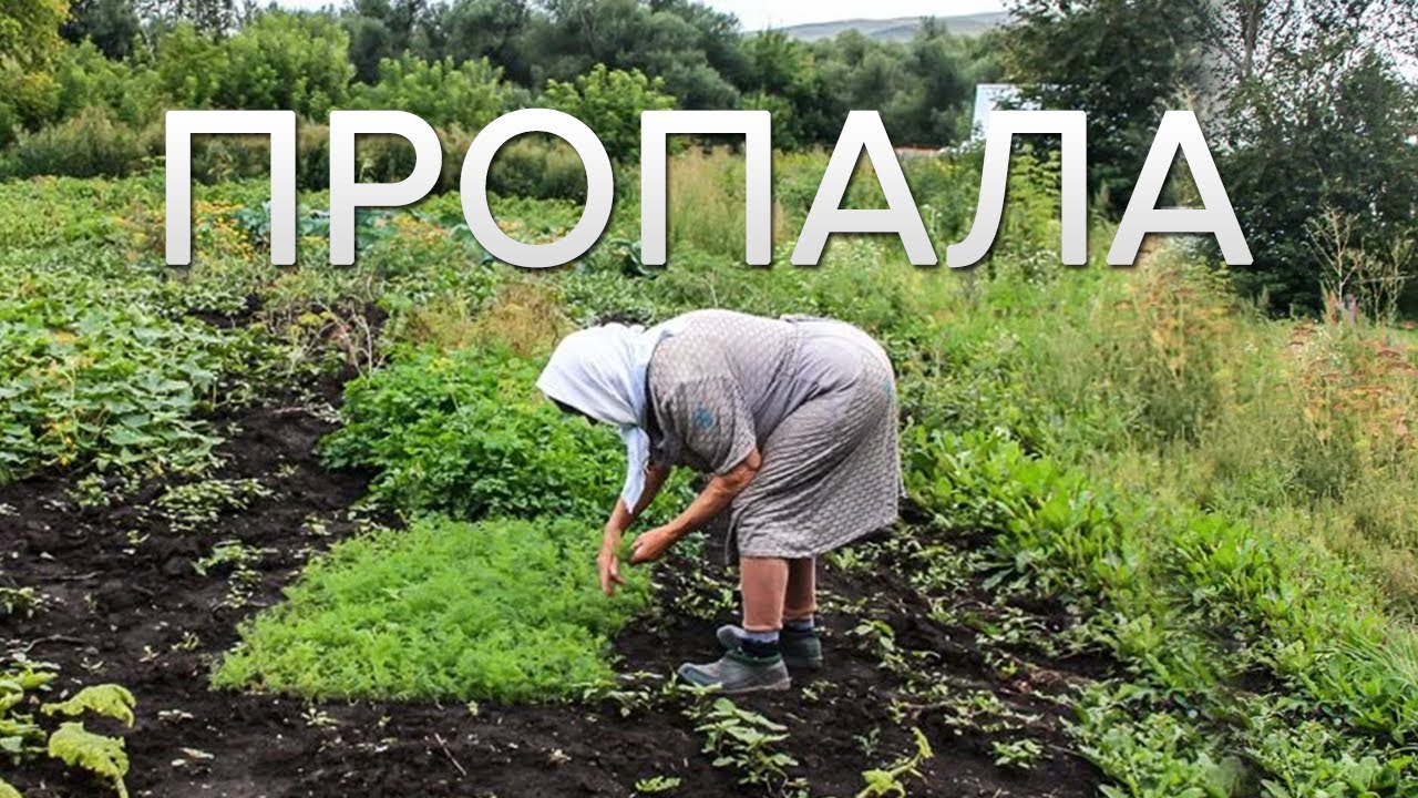 Женщина вышла в огород нарвать укропа и пропала - YouTube