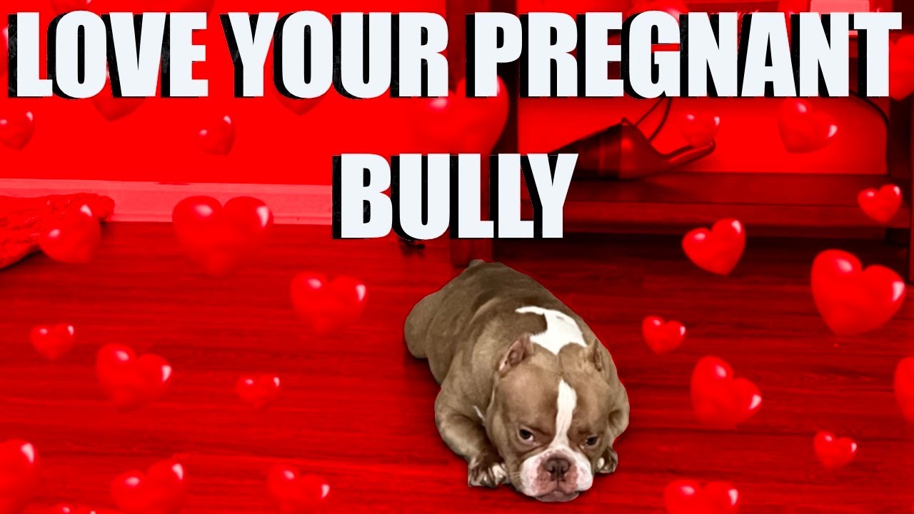 How To Treat Your Pregnant American Bully YouTube how-to-treat-your-pregnant-american-bully-youtube