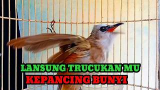 Pancingan suara trucukan gacor agar berbunyi jadikan trucukan ropel panjang