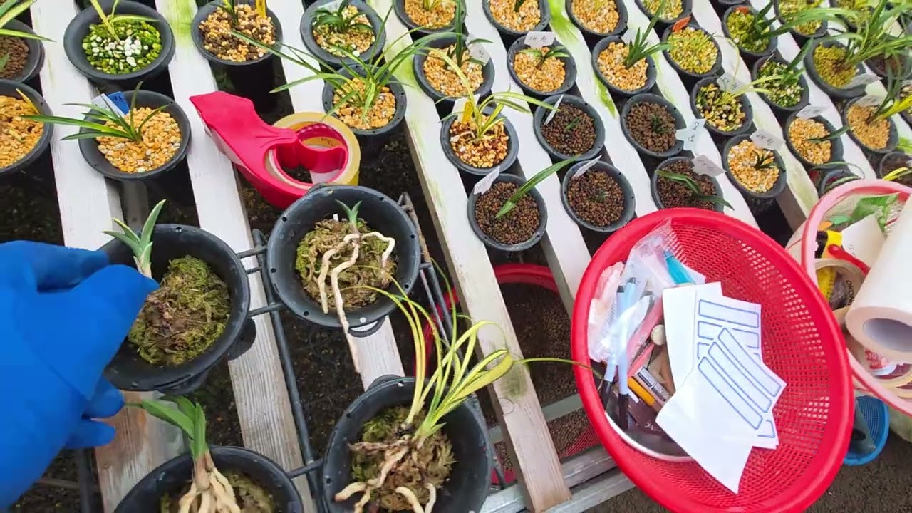 신문33단엽23중투23신라16단엽17신문40단엽25 01058716655