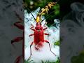 Longhorn beetle and Bombardier beetle - fierce clash😱 #beetle
