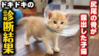 カラスに襲われ尻尾の骨が見える子猫の診断結果