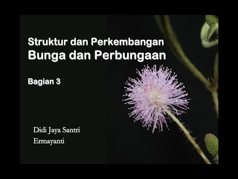 Bunga3