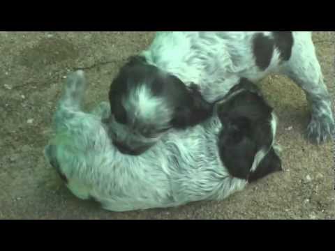 Filhotes Brincando.MP4