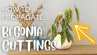 Different Ways to Propagate Begonias || Leaf and Stem Cuttings