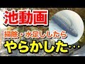 【庭の池】掃除して沈殿物を取り除きます #8 2017.5.25