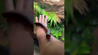 The largest millipede in the world! #shorts #reels