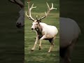 Deer Mating Season Gets INTENSE #wildlife #nature #deerhunting