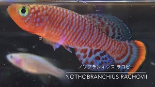 ノソブランキウス ラコビー Nothobranchius Rachovii Youtube