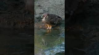 Verreaux's Eagle Owl (Giant Eagle Owl) drinking water in Kruger Park