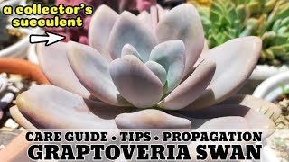 132 GRAPTOVERIA SWAN SUCCULENT CARE GUIDE || Succulent Care Tips 다육식물 多肉植物 Suculentas