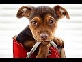 A Dog's Way Home Trailer Song (Aloe Blacc - Wake Me Up)