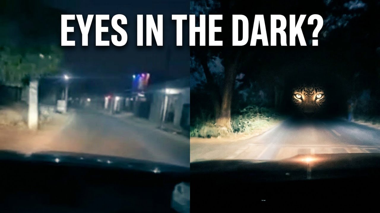 Leopard Territory After Dark #jungle #night #viral