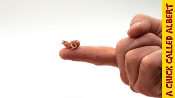 The Smallest Bird You