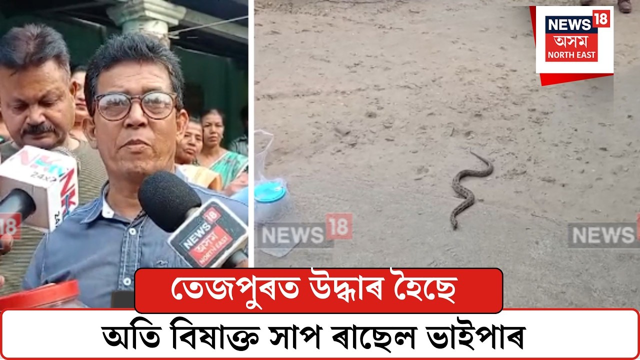 Tezpur News| তেজপুৰত উদ্ধাৰ হৈছে অতি বিষাক্ত সাপ ৰাছেল ভাইপাৰ| N18V