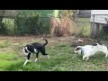 Petey video