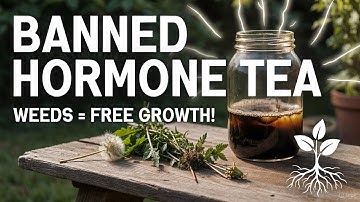 Thee van verboden plantenhormonen: Onkruid fermenteren voor GRATIS groeistimulatie