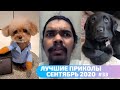 8 МИНУТ СМЕХА ДО СЛЕЗ | ЛУЧШИЕ ПРИКОЛЫ СЕНТЯБРЬ 2020 | ЗАСМЕЯЛСЯ ПРОИГРАЛ | ТЕСТ НА ПСИХИКУ #33