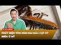 Cà Phê Sáng Cuối Tuần P3 (05-03-26) - Phát hiện tôm hùm hai màu cực kỳ hiếm ở Mỹ