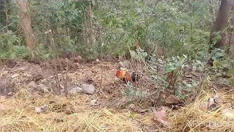 Gà rừng lai f1 mini gáy giọng ngắt ờ rất hay|| Qaib qus txuam 1 qua zoo