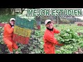 UN DIA TRABAJANDO EN EL CAMPO, No es para muchos es para machos