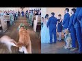 Dog Gets Distracted While Walking Down The Aisle At Parent&#39;s Wedding