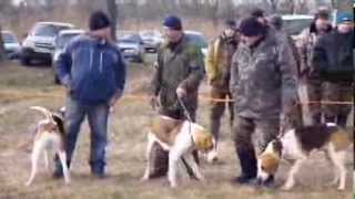 Выводка гончих пород собак 23-02-2014 года Валуйский р-н Белгородской обл. Выводка гончих пород собак 23-02-2014 года Валуйский р-н Белгородской обл.