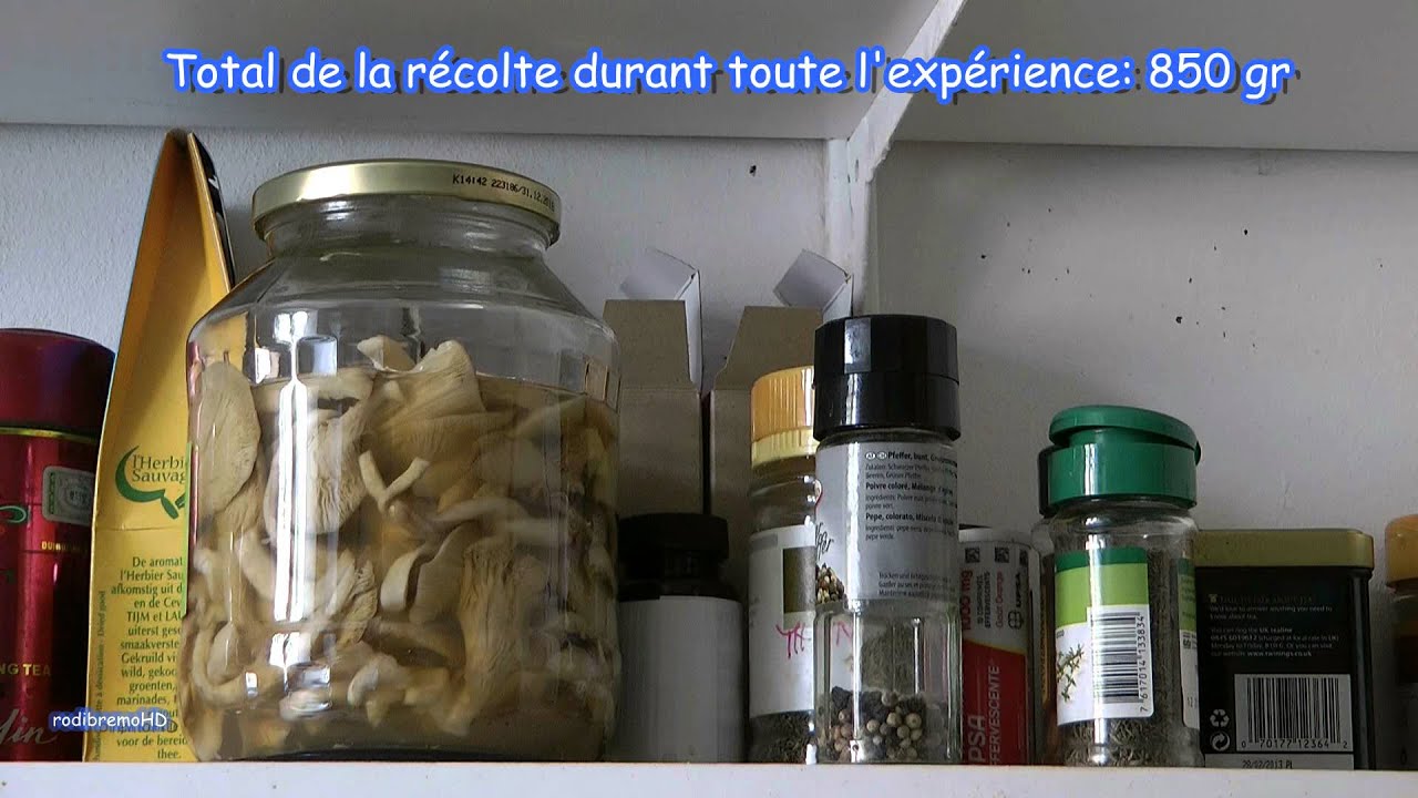 Faire pousser des Pleurotes BIO (vidéo 3), culture maison de