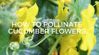 How To Hand Pollinate Cucumber Flowers- How to Identify Female Flowers and Male Flowers screenshot 5