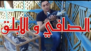 سهره الواقفة وحبة دردشة عن الصافى و الابلق ( عيد سعيد )