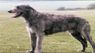 Where Can I Buy Irish Wolfhound Puppies?