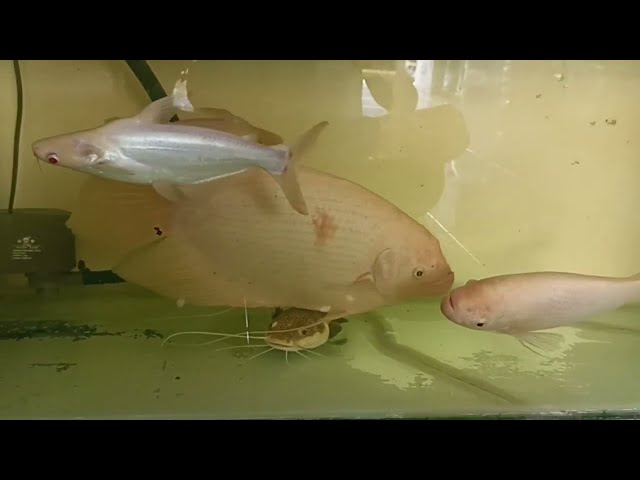 Giant Gourami, RTC, Iridescent White Shark are having lunch time class=