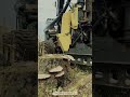 Hydraulic Forestry Machine Cuts Massive Trees Efficiently #machine