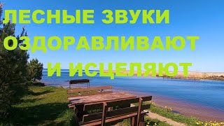 Лесные Звуки Исцеляют Нервную Систему.лягушкам Подпевают Зяблики.крепкие Нервы-Спокойный Сон.