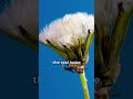 Why are dandelions bad?
