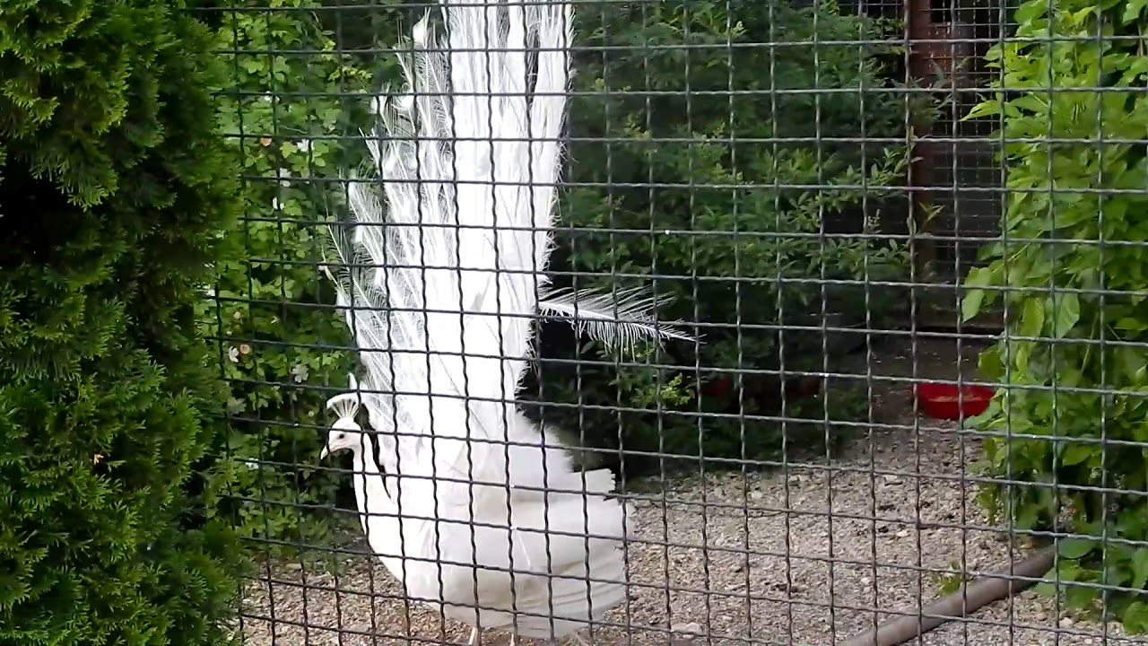 Танец белого павлина - YouTube