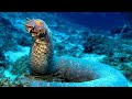 समुन्द्र के 8 ऐसे जीव जिन्हे आप जिंदगी में पहली बार देखेंगे | EXTREME CREATURES FOUND IN DEEP SEA