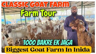 Biggest Goat Farm In India CLASSIC GOAT FARM |1000 Bakre Milege Yaha Padhga Bhiwandi |@Rizwankranti