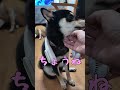 猛暑！柴犬さん、ネックファンで冷え冷え(笑)　京の柴犬てんちゃんネル　 #柴犬 #犬 #柴犬のいる暮らし