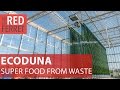 Ecoduna-new micro-algae tech produces super food from waste [Special Report]