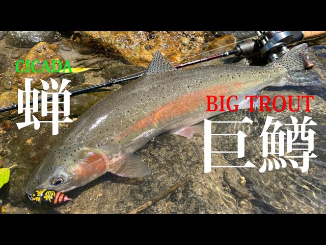 The moment a huge rainbow trout comes to the surface. [Cicada Top