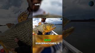 Pez Dorado: ¡La Leyenda de los Ríos! #fishing #pesca