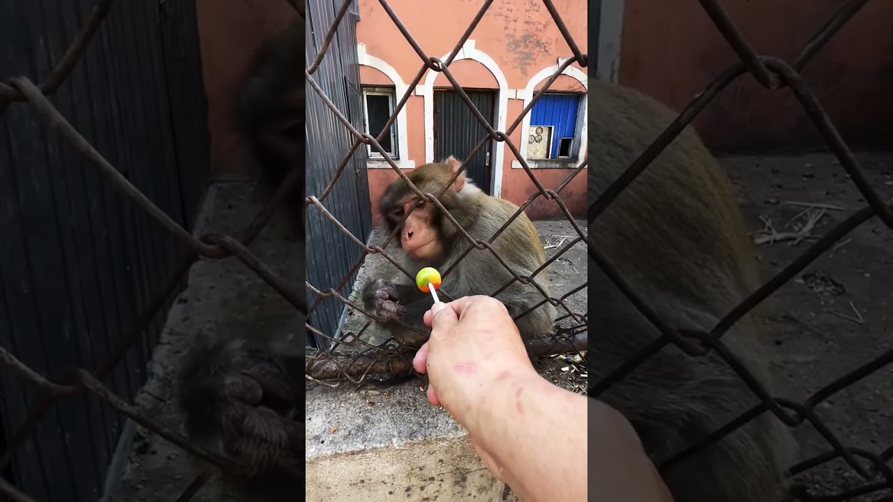 Monkey family dynamics & social bonds 🍀 