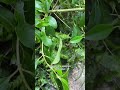 Karamū/Coprosma robusta