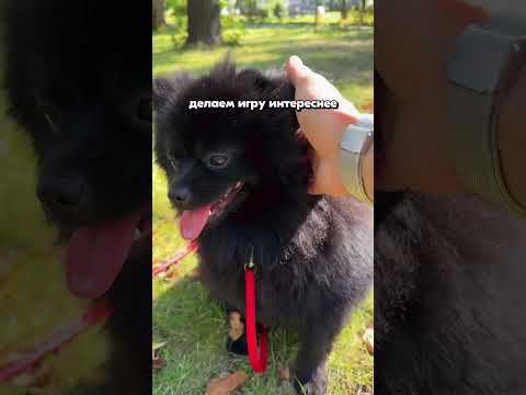 ЛУЧШАЯ ИГРА С СОБАКОЙ — ПЕРЕТЯЖКИ #шпицуля #животные #собака #pomeranian #юмор