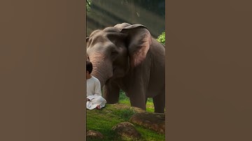 Thumbnail of The elephant is playing with a child #automobile #music #remix #song #bass #edm #housemusic #edits