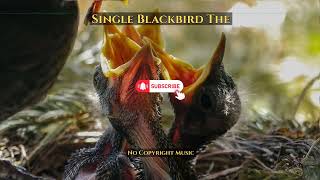 Single Blackbird The | Background Music | SoundFX | No Copyright